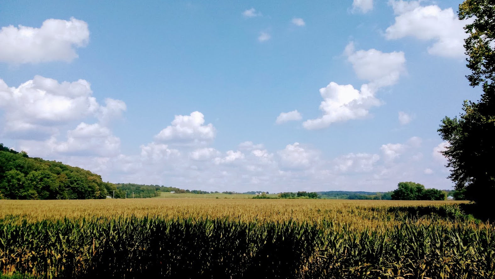 Cornfield under a blue sky with scattered clouds